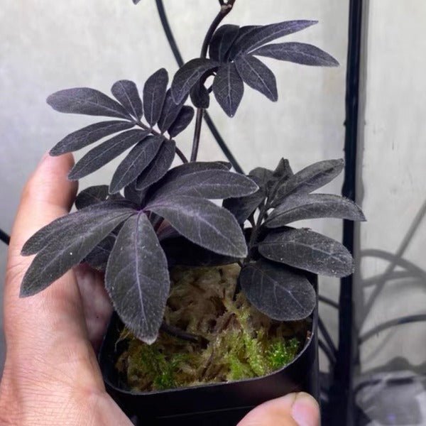 厄瓜多爾雨林茄 ( Solanum uleanum ) - 森流 GreenFlow - 動植物造景專門店