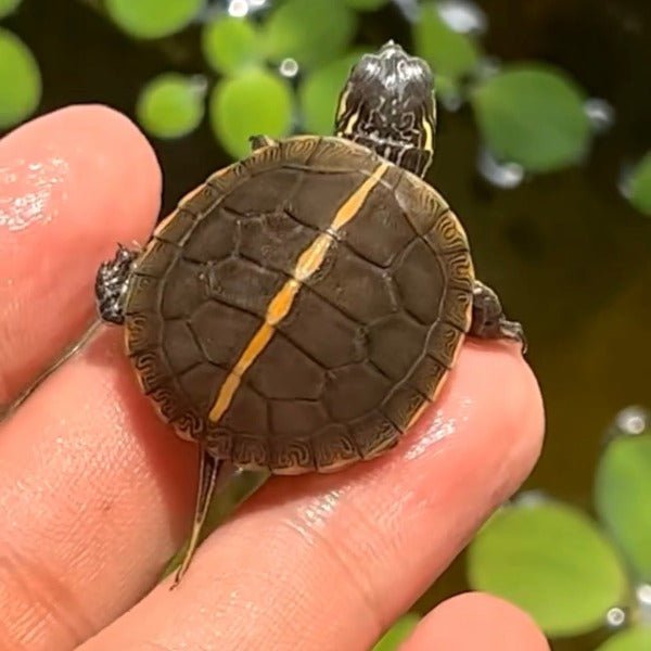 南部錦龜Southern Painted Turtle ( Chrysemys picta dorsalis ) - 森流 GreenFlow - 動植物造景專門店