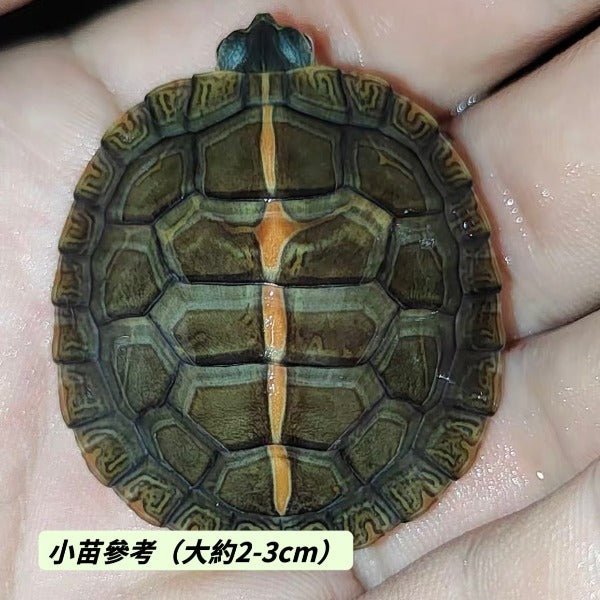 南部錦龜Southern Painted Turtle ( Chrysemys picta dorsalis ) - 森流 GreenFlow - 動植物造景專門店