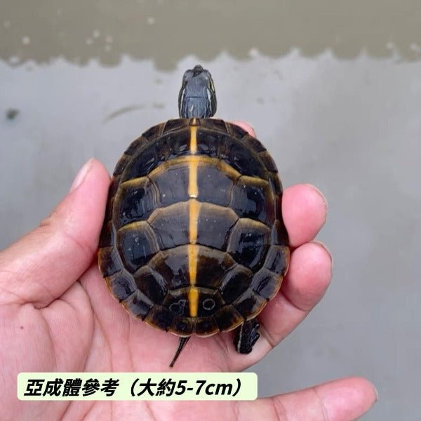 南部錦龜Southern Painted Turtle ( Chrysemys picta dorsalis ) - 森流 GreenFlow - 動植物造景專門店