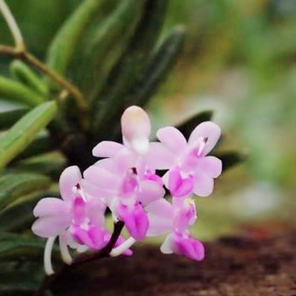 堅唇蘭 ( Stereochilus dalatensis ) - 森流 GreenFlow - 動植物造景專門店