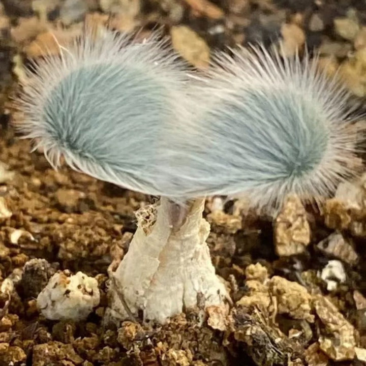 毛葉苔花石蒜（Strumaria villosa )