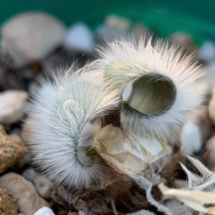 毛葉苔花石蒜（Strumaria villosa )