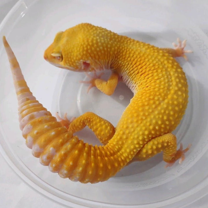 川普陽光豹紋守宮 Sunglow Leopard Gecko（ Eublepharis macularius ） - 森流 GreenFlow - 動植物造景專門店