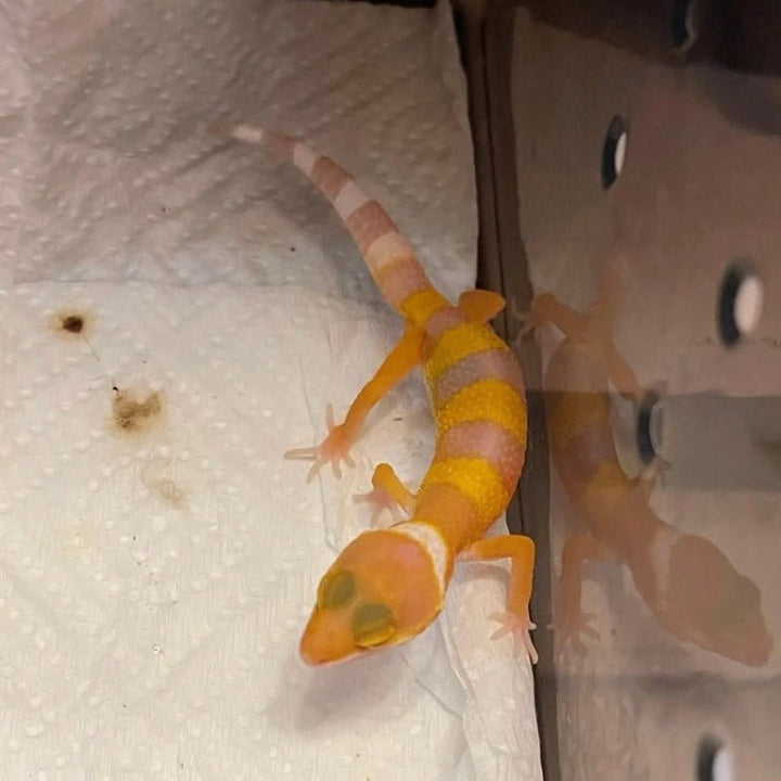 川普陽光豹紋守宮 Sunglow Leopard Gecko（ Eublepharis macularius ） - 森流 GreenFlow - 動植物造景專門店