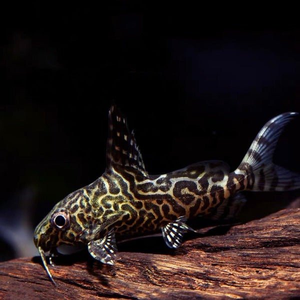 反遊貓 ( Synodontis nigriventris ) - 森流 GreenFlow - 動植物造景專門店