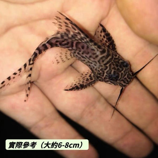 反遊貓 ( Synodontis nigriventris ) - 森流 GreenFlow - 動植物造景專門店