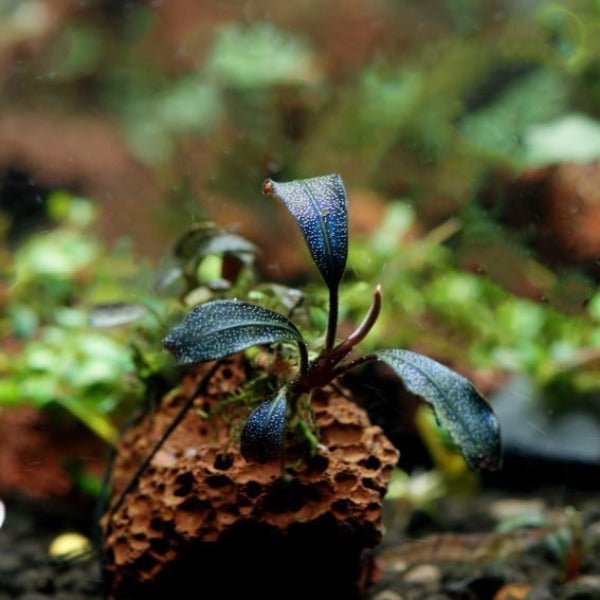 布朗尼辣椒榕 ( Bucephalandra sp. 'Brownie ' ) - 森流 GreenFlow - 動植物造景專門店