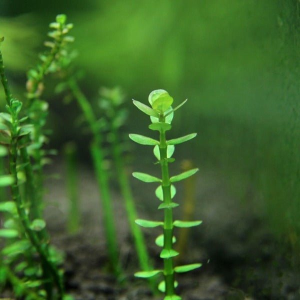 印度小圓葉 Indian Toothcup ( Rotala indica ) - 森流 GreenFlow - 動植物造景專門店