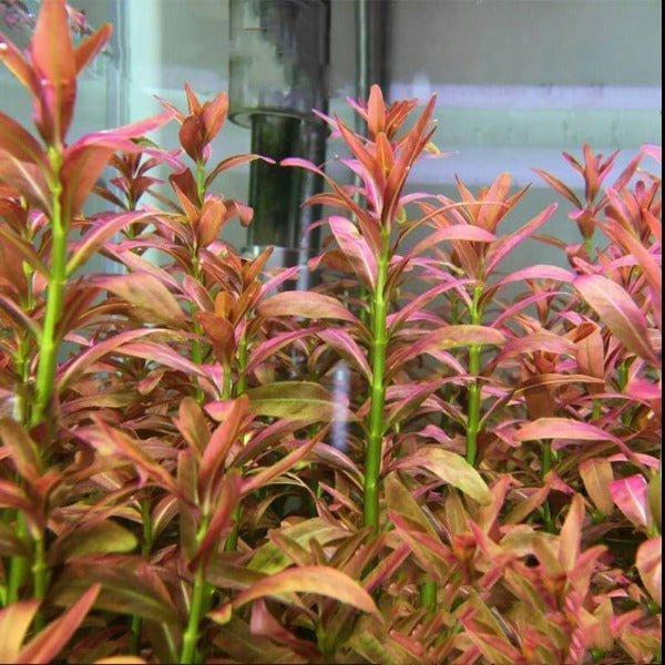 夕燒 ( Rotala Sp. Sunset ) - 森流 GreenFlow - 動植物造景專門店