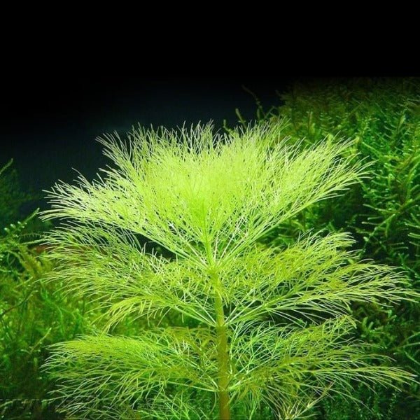 大寶塔 Giant Ambulia ( Limnophila aquatica ) - 森流 GreenFlow - 動植物造景專門店