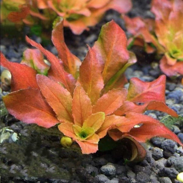 北美丁香 Ludwigia Pilosa ( Ludwigia sphaerocarpa ) - 森流 GreenFlow - 動植物造景專門店