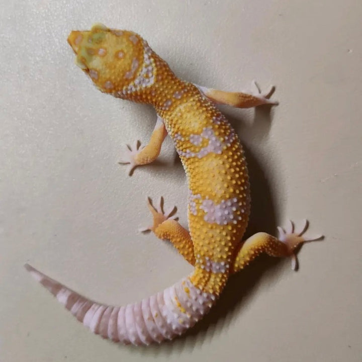 橘白豹紋守宮  Tangerine Trump Albino Leopard Gecko（ Eublepharis macularius ）