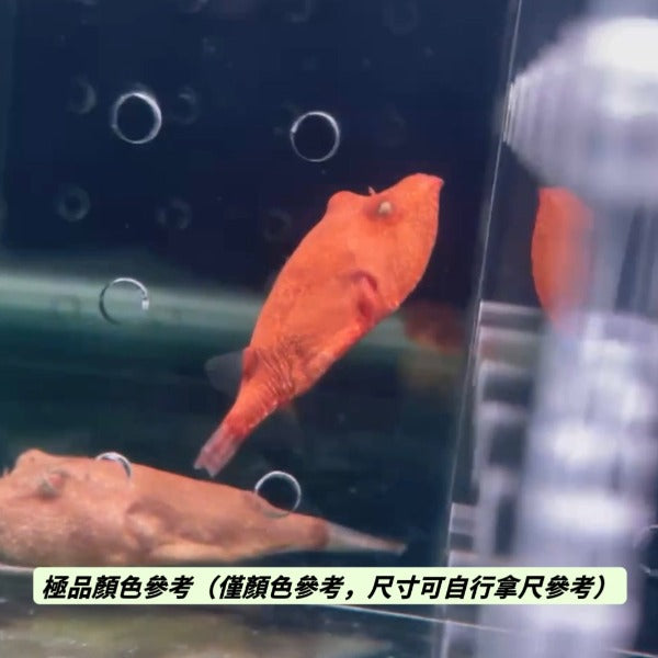 木瓜狗頭（ Tetraodon miurus ）