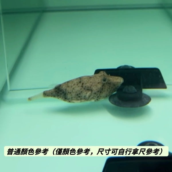 木瓜狗頭（ Tetraodon miurus ）