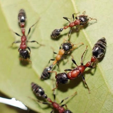 紅黑細長蟻（Tetraponera rufonigra）