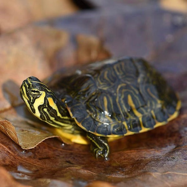 黃耳龜（ Trachemys scripta scripta ）