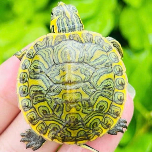 黃耳龜（ Trachemys scripta scripta ）