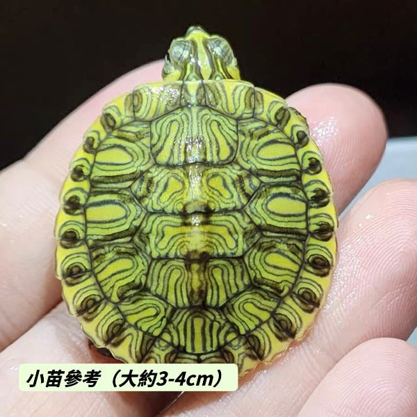 黃耳龜（ Trachemys scripta scripta ）