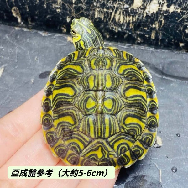 黃耳龜（ Trachemys scripta scripta ）