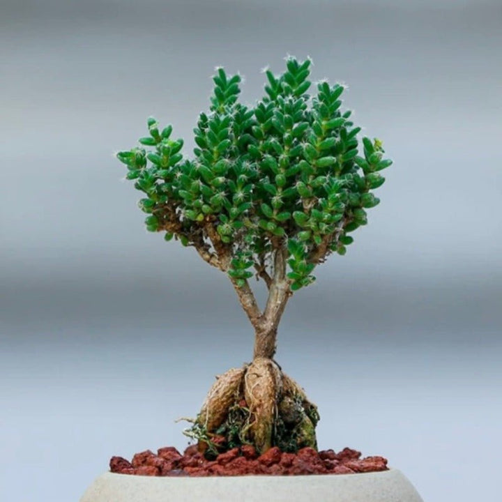 姬红小松（Trichodiadema bulbosum） - 森流 GreenFlow - 動植物造景專門店