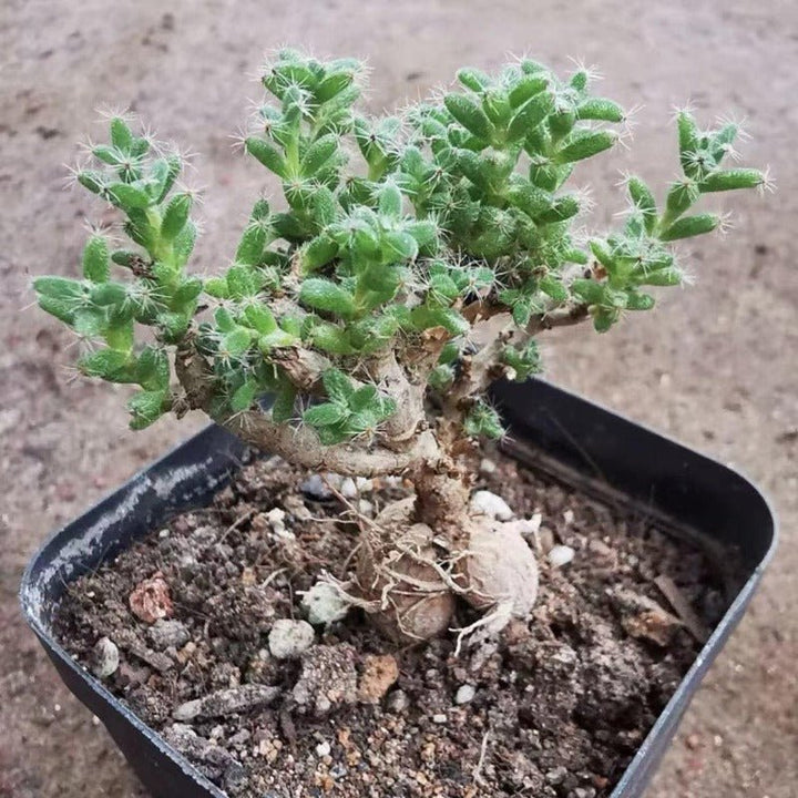 姬红小松（Trichodiadema bulbosum） - 森流 GreenFlow - 動植物造景專門店