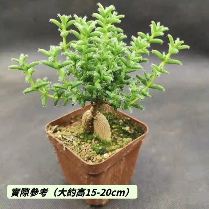 姬红小松（Trichodiadema bulbosum） - 森流 GreenFlow - 動植物造景專門店