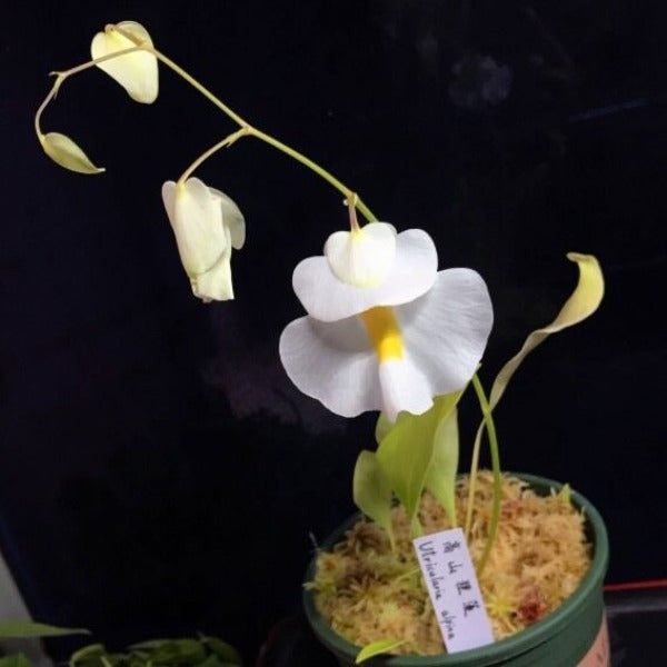 高山狸藻（ Utricularia alpina ）