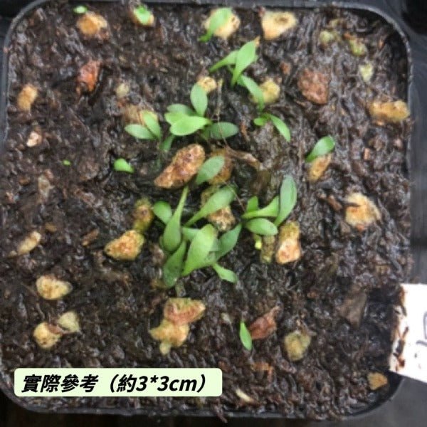 仙女圍裙 / 雙岔狸藻（ Utricularia dichotoma ） - 森流 GreenFlow - 動植物造景專門店