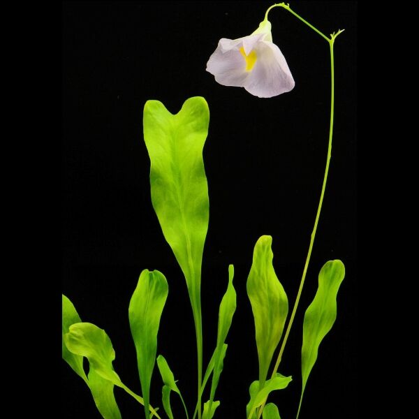 安德雷狸藻（ Utricularia endresii ） - 森流 GreenFlow - 動植物造景專門店