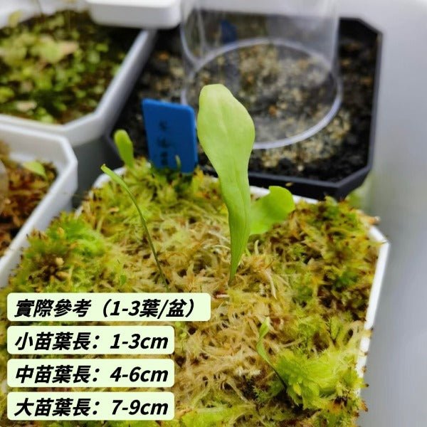 安德雷狸藻（ Utricularia endresii ） - 森流 GreenFlow - 動植物造景專門店