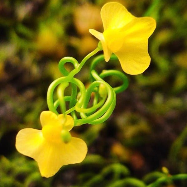 包纏狸藻（ Utricularia involvens ） - 森流 GreenFlow - 動植物造景專門店