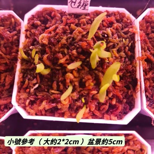 包纏狸藻（ Utricularia involvens ） - 森流 GreenFlow - 動植物造景專門店