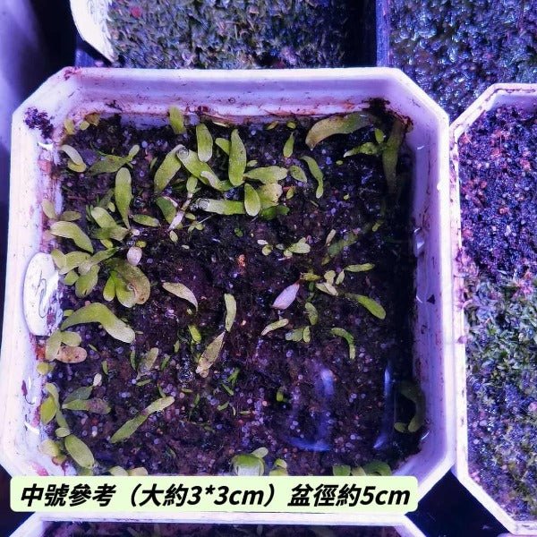 包纏狸藻（ Utricularia involvens ） - 森流 GreenFlow - 動植物造景專門店