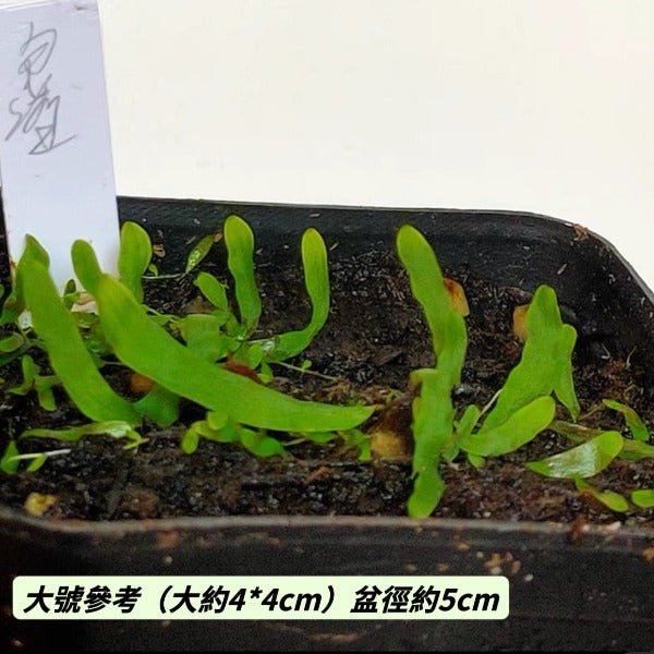 包纏狸藻（ Utricularia involvens ） - 森流 GreenFlow - 動植物造景專門店