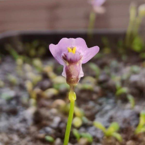 魔安斯狸藻（ Utricularia monanthos ）