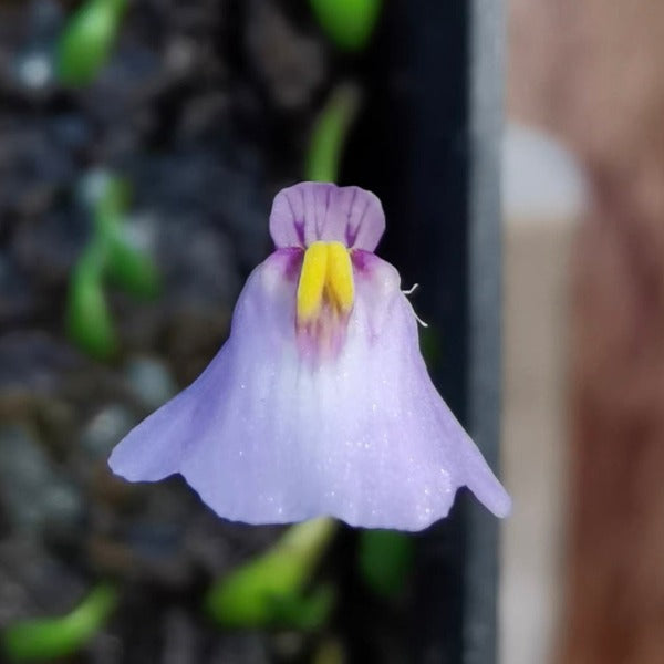 魔安斯狸藻（ Utricularia monanthos ）