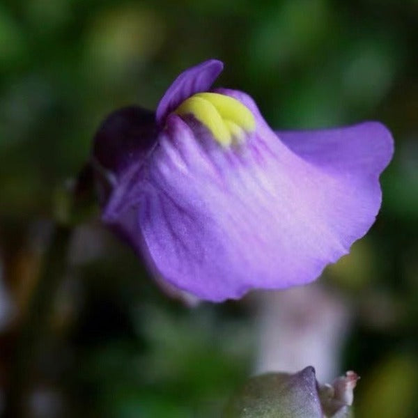 魔安斯狸藻（ Utricularia monanthos ）