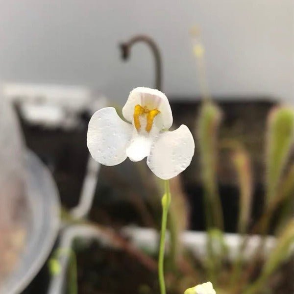 小腎葉狸藻（ Utricularia nephrophylla ） - 森流 GreenFlow - 動植物造景專門店