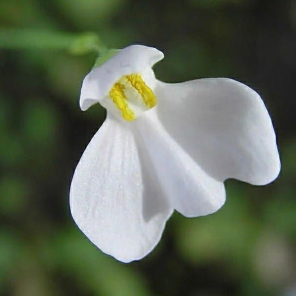 小腎葉狸藻（ Utricularia nephrophylla ） - 森流 GreenFlow - 動植物造景專門店