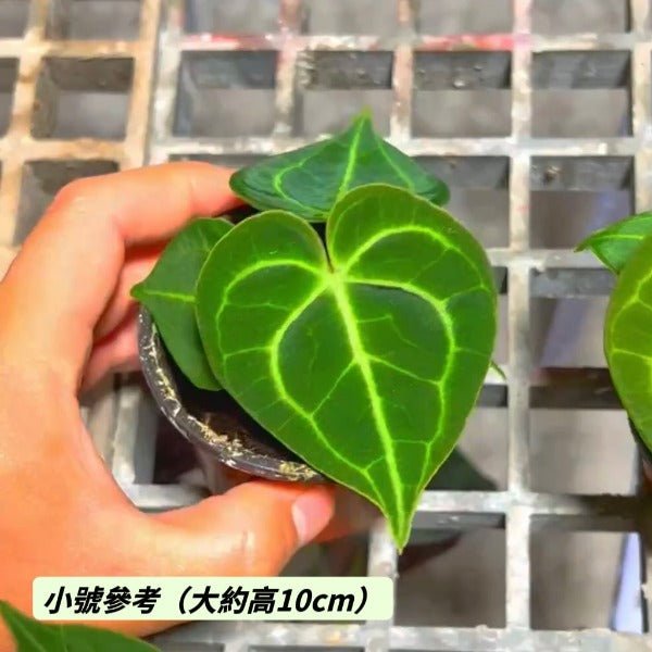 克萊恩水晶花燭 Velvet Cardboard Anthurium ( Anthurium clarinervium ) - 森流 GreenFlow - 動植物造景專門店