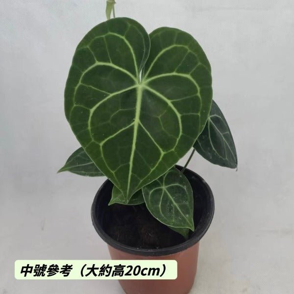 克萊恩水晶花燭 Velvet Cardboard Anthurium ( Anthurium clarinervium ) - 森流 GreenFlow - 動植物造景專門店