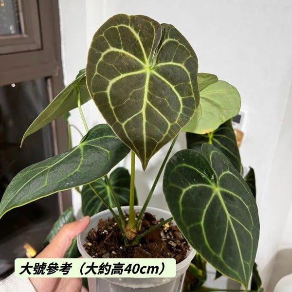 克萊恩水晶花燭 Velvet Cardboard Anthurium ( Anthurium clarinervium ) - 森流 GreenFlow - 動植物造景專門店