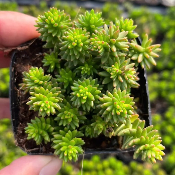 白花小松（Villadia batesii ）