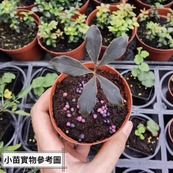 巫蠱百合 Voodoo Lily ( Amorphophallus atroviridis ) - 森流 GreenFlow - 動植物造景專門店