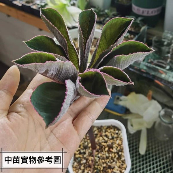 巫蠱百合 Voodoo Lily ( Amorphophallus atroviridis ) - 森流 GreenFlow - 動植物造景專門店