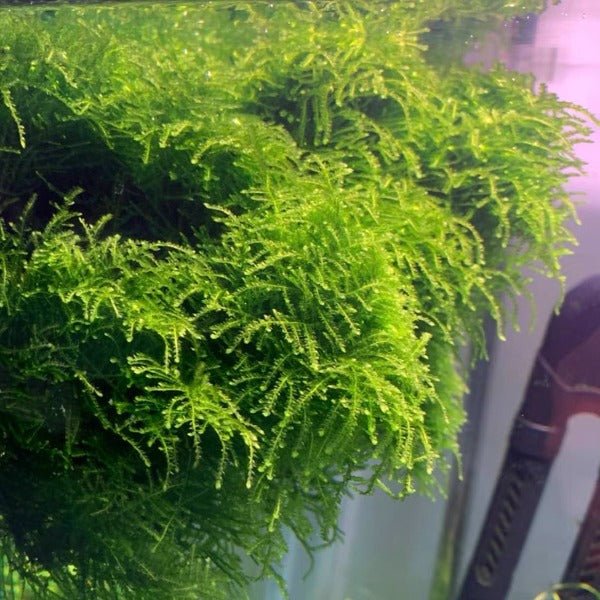 垂淚莫斯 Weeping Moss ( Vesicularia ferriei ) - 森流 GreenFlow - 動植物造景專門店