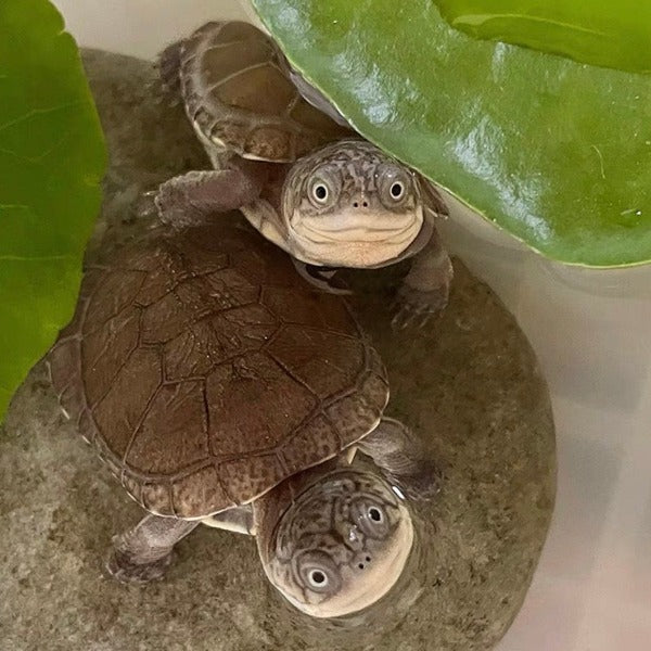 西非側頸龜 West African Black Mud Turtle( Monodactylus argenteus )