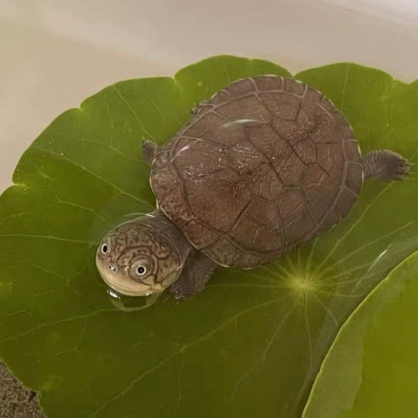 西非側頸龜 West African Black Mud Turtle( Monodactylus argenteus )