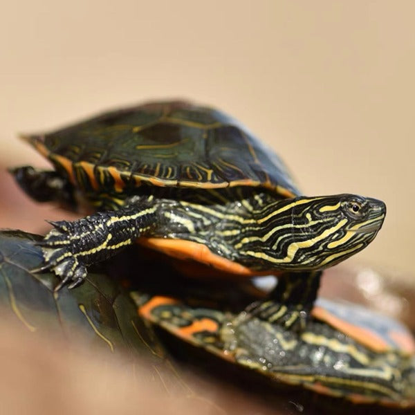 西部錦龜Western Painted Turtle  ( Chrysemys picta bellii )